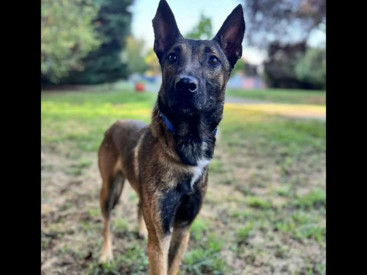 Chienne Berger Malinois de 2 ans en attente d’une famille