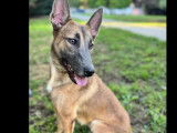 Chienne Berger Malinois noir et beige à accueillir