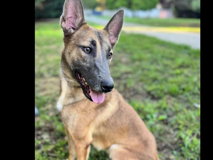 Chienne Berger Malinois noir et beige à accueillir