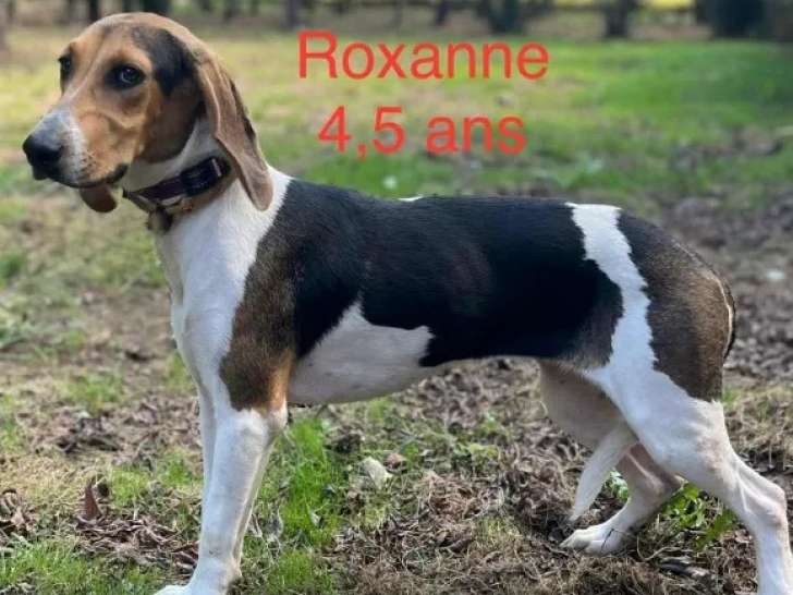 Chienne Grande Anglo-français tricolore en quête d'un foyer