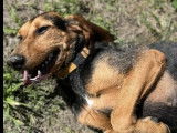 Adoption disponible : chienne Bruno de Jura de 5 ans