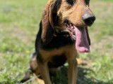 Adoption disponible : chienne Bruno de Jura de 5 ans