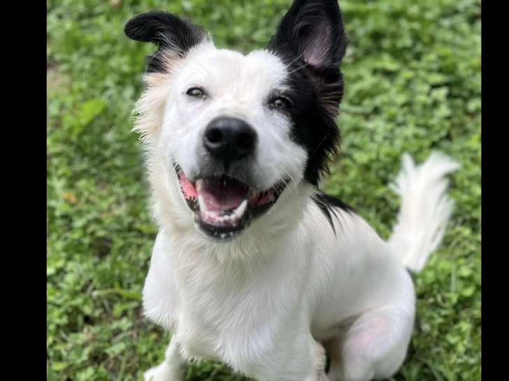 Chien Border Collie noir et blanc à la recherche d'une famille