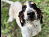 À adopter, chienne Basset Bleu de Gascogne tricolore