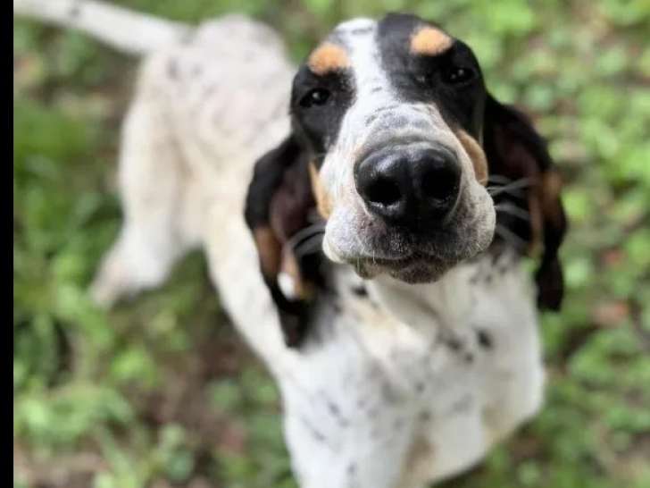 À adopter, chienne Basset Bleu de Gascogne tricolore
