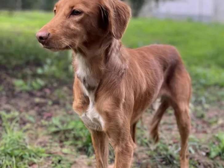 Disponible à l'adoption, chienne Épagneul marron