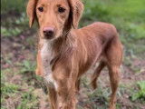 Disponible à l'adoption, chienne Épagneul marron