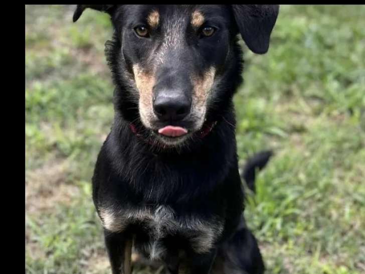 En attente d'adoption, chien Beauceron de 3 ans