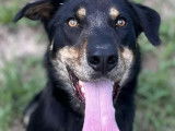 En attente d'adoption, chien Beauceron de 3 ans