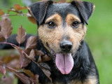Prêt pour l'adoption, chien Jagd Terrier noir et feu