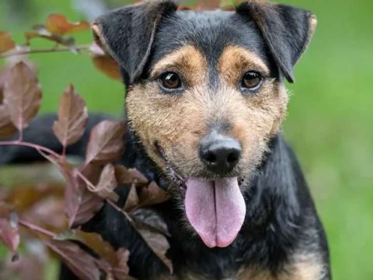 Prêt pour l'adoption, chien Jagd Terrier noir et feu