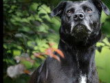 En attente d'un foyer, chienne Labrador noire