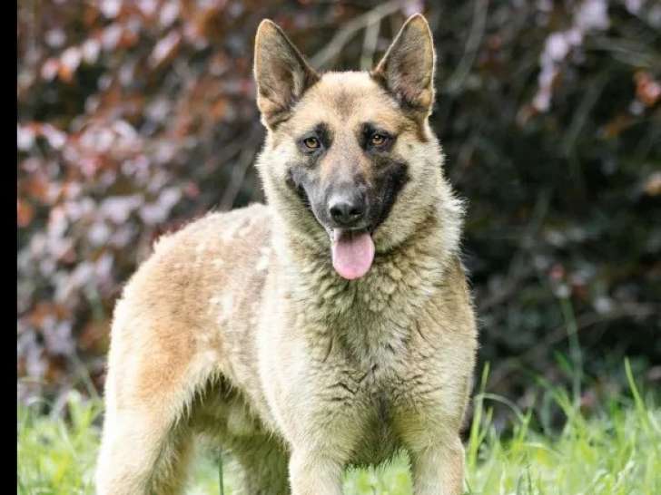 À accueillir, chien Berger Malinois de 5 ans