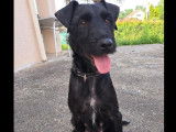 En quête d'une famille, chienne Jagd Terrier de 6 ans