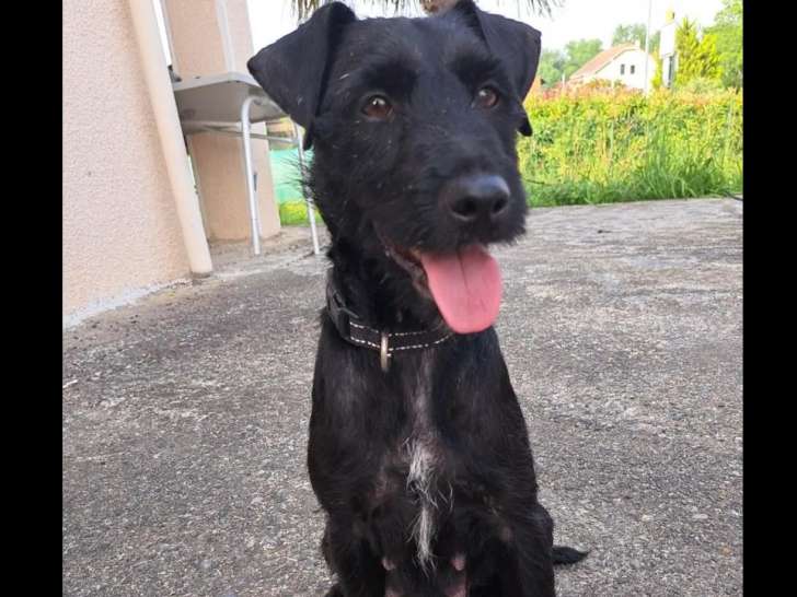En quête d'une famille, chienne Jagd Terrier de 6 ans
