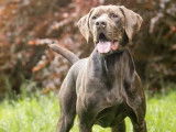 Adoption disponible : chien Brachet Allemand bringé