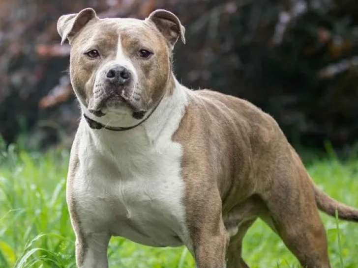 À la recherche d’un foyer, chien Staffordshire Américain Terrier bringé