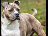 À la recherche d’un foyer, chien Staffordshire Américain Terrier bringé