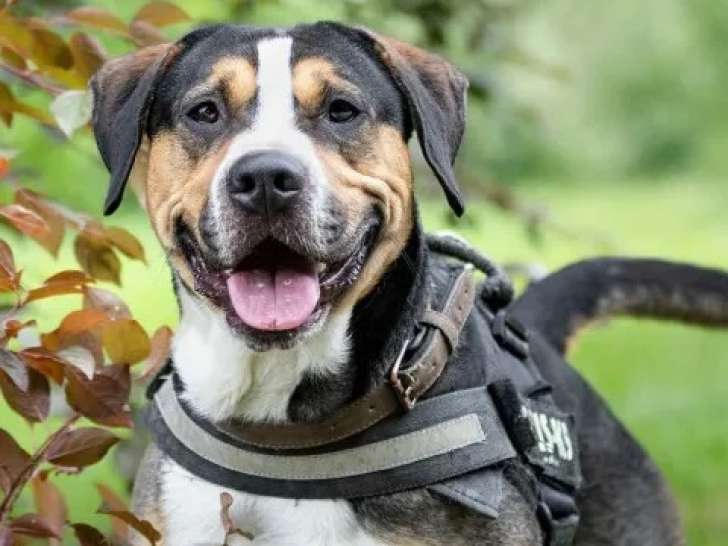 À adopter : chien Beagle tricolore