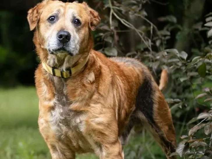 Disponible à l'adoption : chien Labrador fauve charbonné