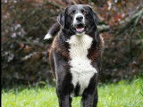 En attente d'adoption : chien Border Collie noir et blanc