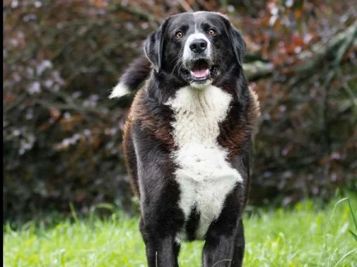 En attente d'adoption : chien Border Collie noir et blanc