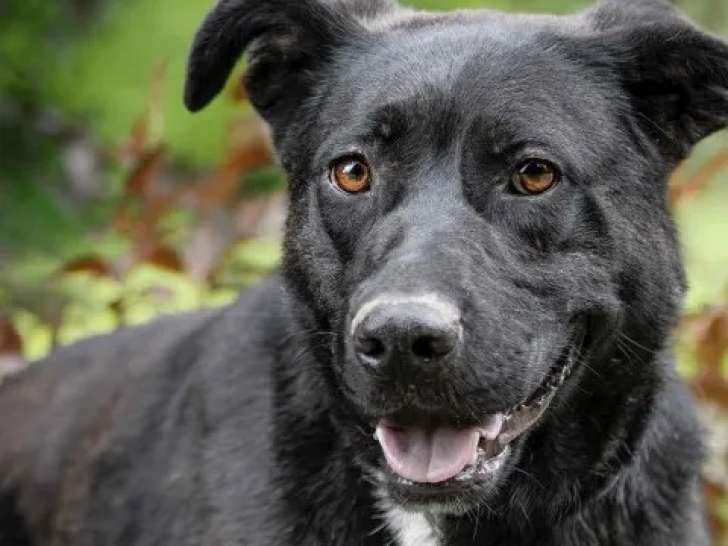 Prêt pour l'adoption : chien Labrador de 2 ans