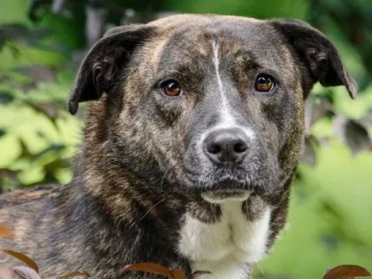 En attente d'une famille : chienne Berger bringée