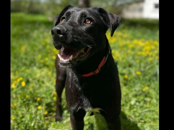 À accueillir : chien Labrador de 2 ans