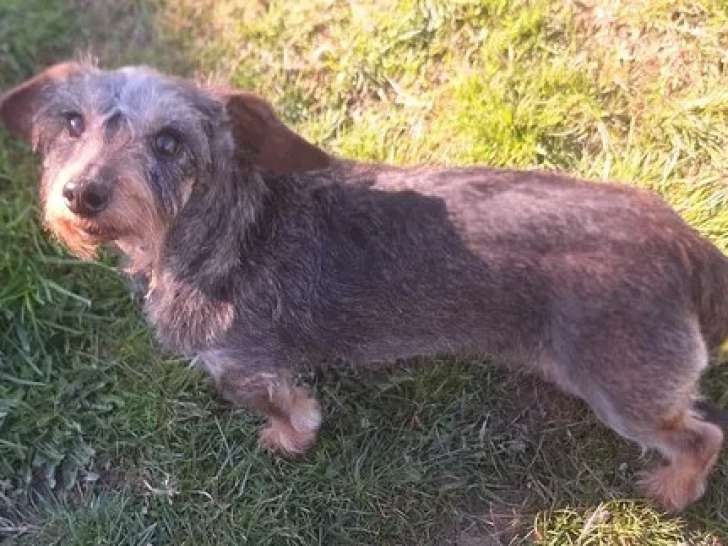 Disponible à l'adoption, chienne Teckel poil dur