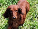 À adopter, chien Teckel poil long roux