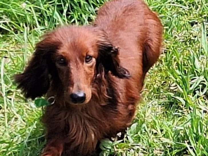 À adopter, chien Teckel poil long roux
