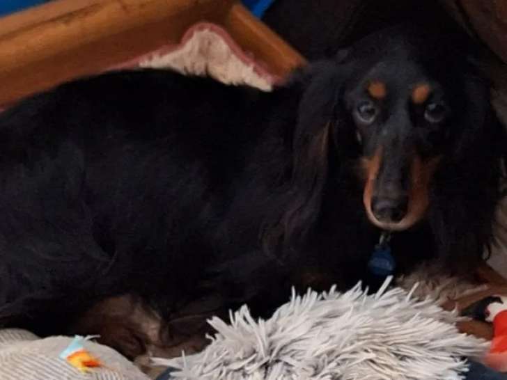 À la recherche d’une famille : chienne Teckel poil long de 9 ans