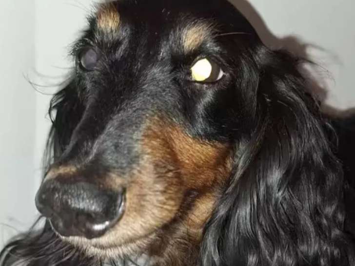 Adoption disponible : chien Teckel poil long de 7 ans