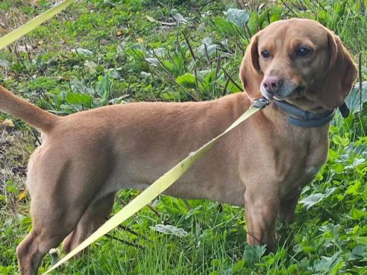 En quête d'un foyer : chienne Beagle fauve