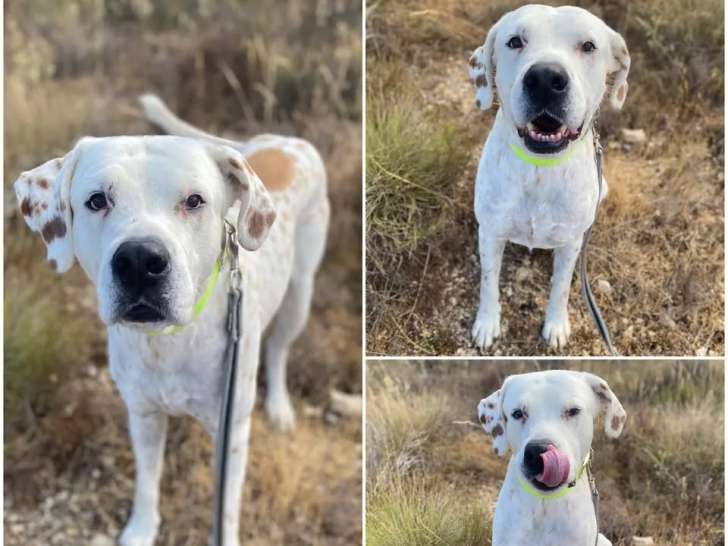 À accueillir : chien marron et blanc