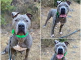 En attente d'une famille : chien Staffordshire Américain Terrier gris