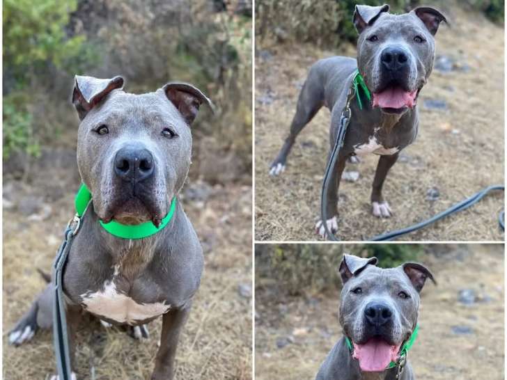 En attente d'une famille : chien Staffordshire Américain Terrier gris