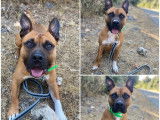 Prêt pour l'adoption : chien Dogue au pelage fauve