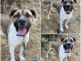En attente d'adoption : chien marron et blanc