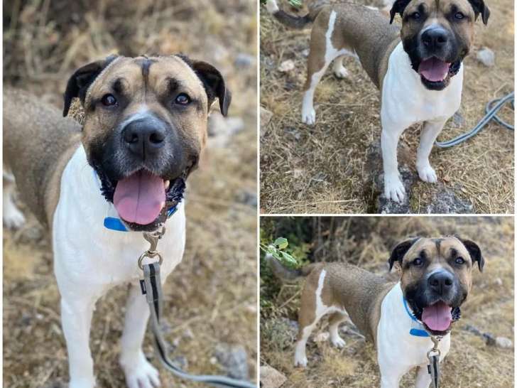 En attente d'adoption : chien marron et blanc