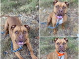 Disponible à l'adoption : chien Dogue de 2 ans