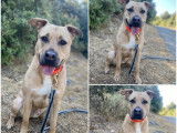 À adopter : chien Dogue de 4 ans