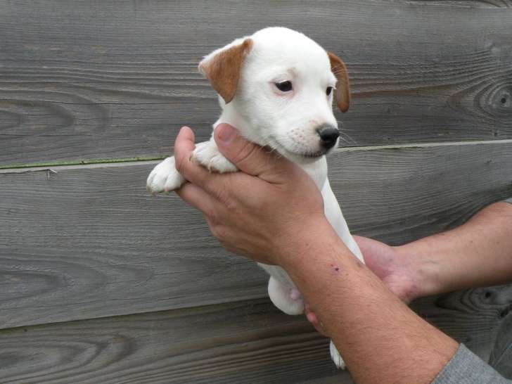 1 chiot Jack Russell Terrier non-LOF mâle à vendre, né en août 2025