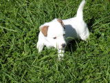 1 chiot Jack Russell Terrier non-LOF mâle à vendre, né en août 2025