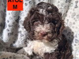 1 chiot Lagotto Romagnolo LOF mâle à réserver, marron panaché blanc
