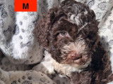 1 chiot Lagotto Romagnolo LOF mâle à réserver, marron panaché blanc