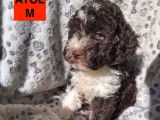 1 chiot Lagotto Romagnolo LOF mâle à réserver, marron panaché blanc