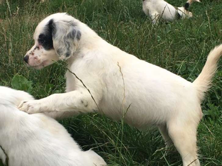 5 chiots Setter Anglais LOF à réserver, 2 mâles et 3 femelles d’août 2025