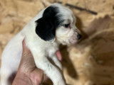 5 chiots Setter Anglais LOF à réserver, 2 mâles et 3 femelles d’août 2025